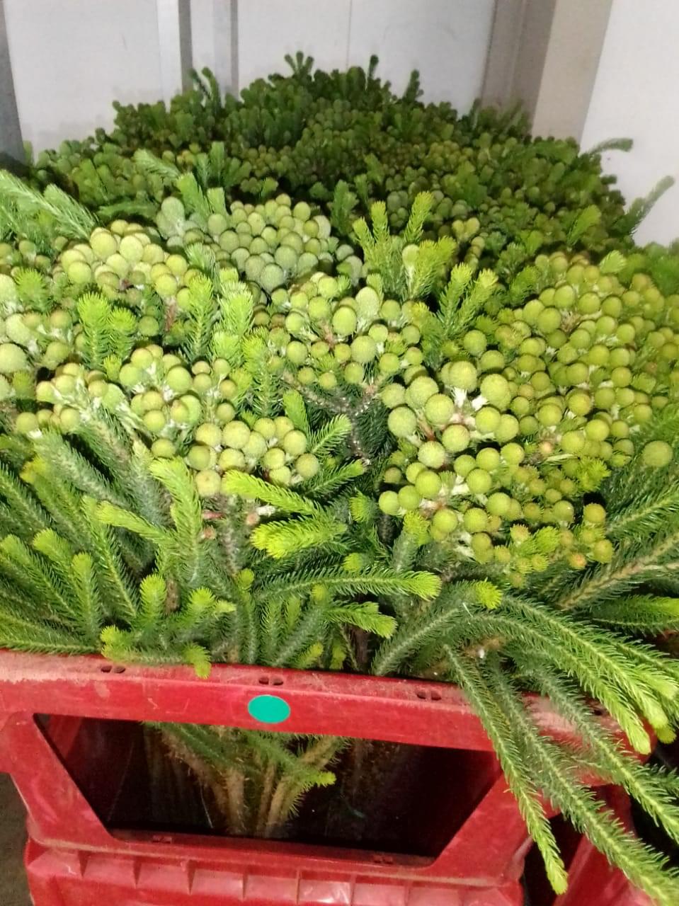 Online Flower Shop Add Something