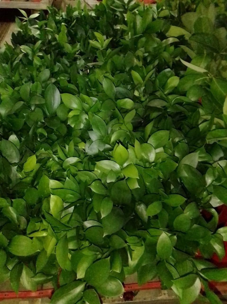 Online Flower Shop Add Something