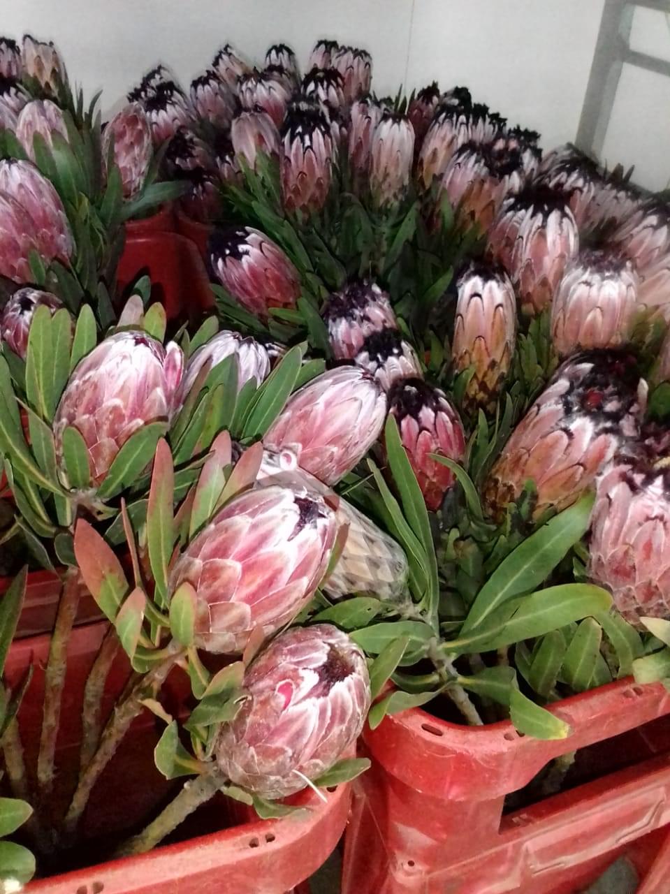 Online Flower Shop Add Something