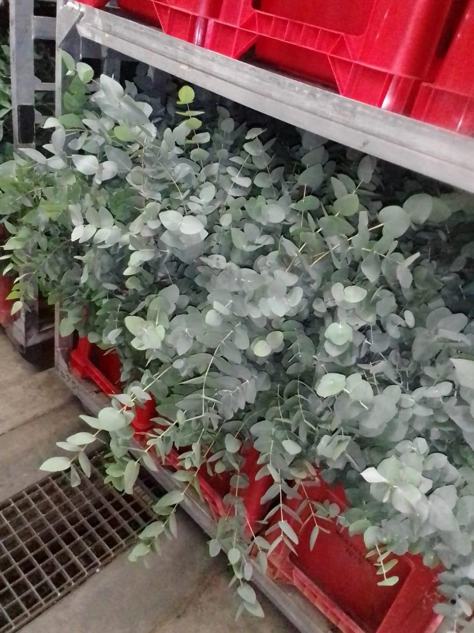 Online Flower Shop Add Something